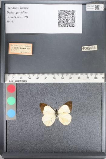 Media type: image;   Entomology 131565